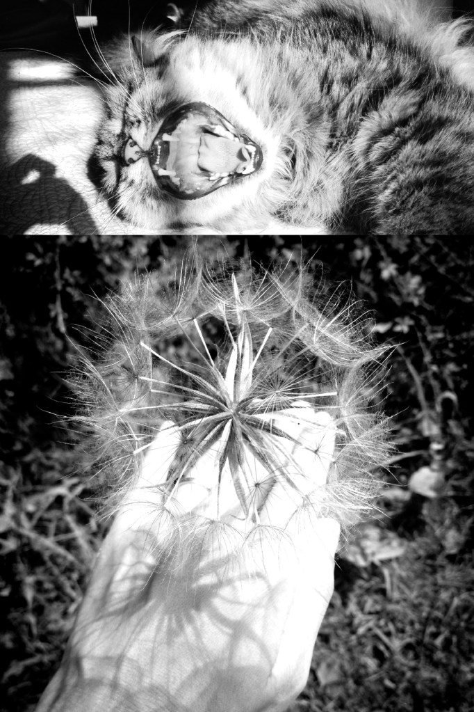 IMG_6659 - Version 2